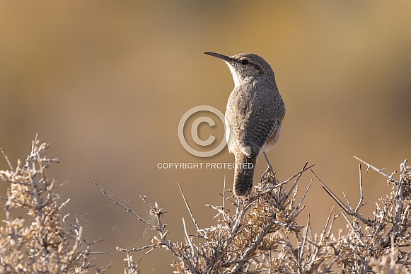 Rock Wren, Salpinctes obsoletus Rock Wren, Salpinctes obsoletus