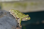 Eastern Tree Frog