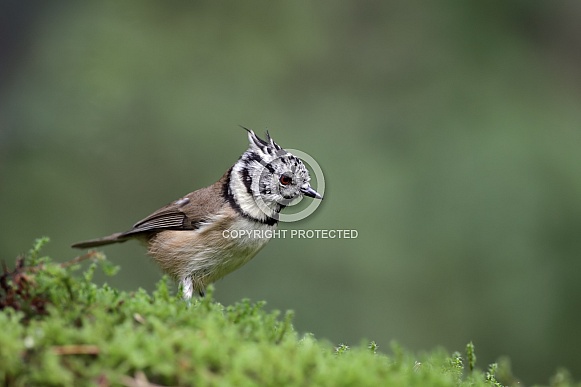 The crested tit or European crested tit