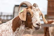 Goat Close Up Face Shot