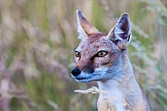 Corsac Fox Close Up