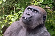 Western Lowland Gorilla (Gorilla Gorilla Gorilla)