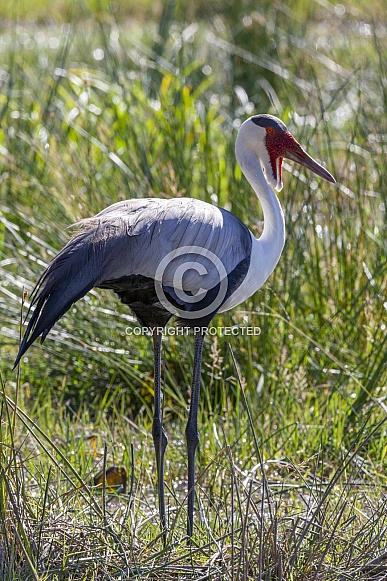 Wattled Crane - Okavango Delta - Botswana