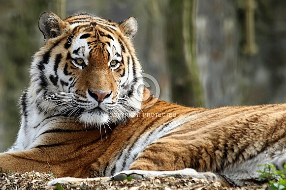 Amur Tiger
