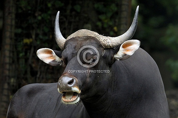 Banteng Banteng
