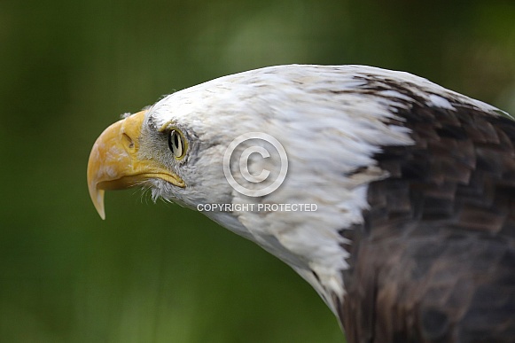 Steller's  sea eagle
