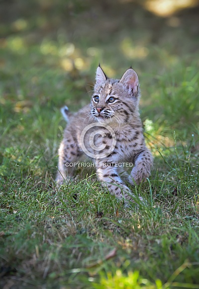 Bobcat Bobcat