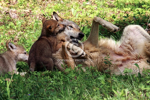 Wolf and Wolf Pups Wolf and Wolf Pups