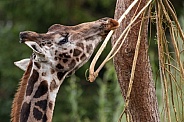 Rothschilds Giraffe Stripping Bark