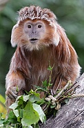 East Javan Langur (Trachypithecus Auratus)