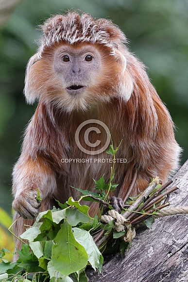 East Javan Langur (Trachypithecus Auratus)