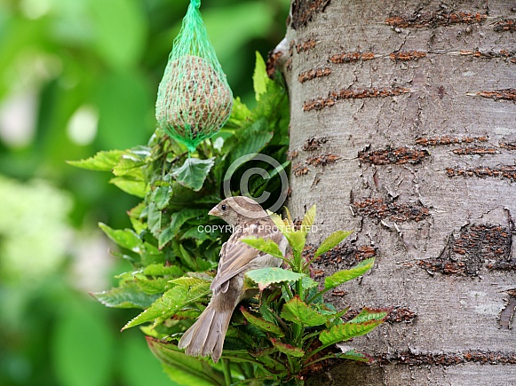 Sparrow Sparrow