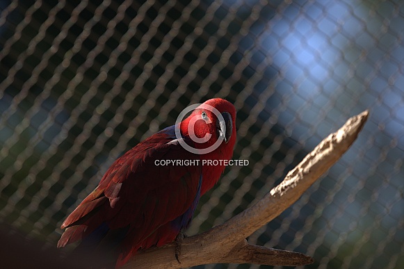 Eclectus Parrot Eclectus Parrot