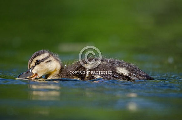 Mallard Duckling