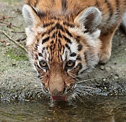Amur Tiger Cub