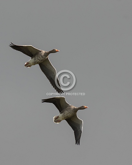 Greylag Geese in Flight Greylag Geese in Flight