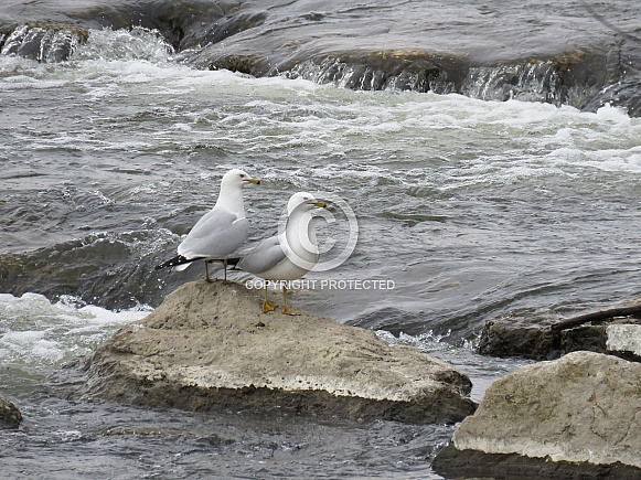 Ring-billed Gull Ring-billed Gull