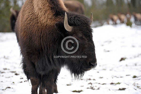 Bison
