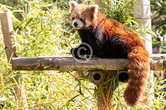 Red Panda Full Body