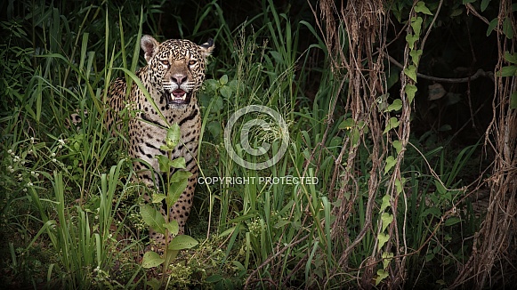 American jaguar in the nature habitat