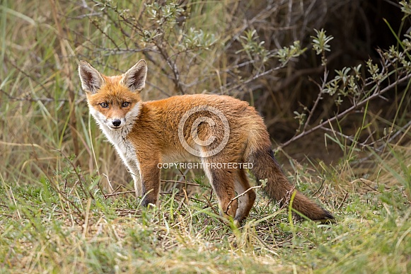 Young red fox cub in nature