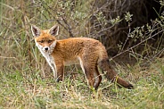 Young red fox cub in nature