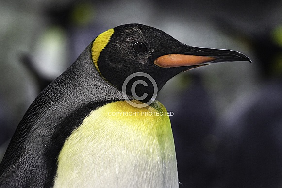 King Penguin Side Profile