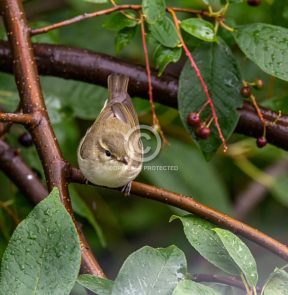 Greenish Warbler Greenish Warbler