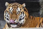 Portrait of a tiger licking nose