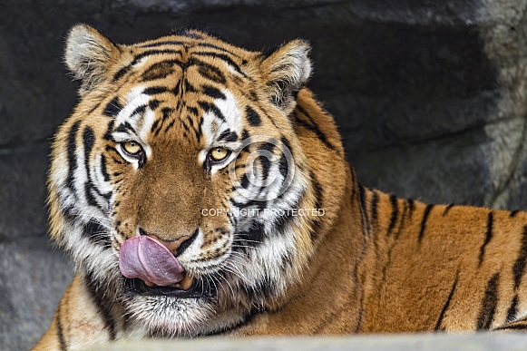 Portrait of a tiger licking nose Portrait of a tiger licking nose