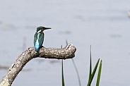 Kingfisher