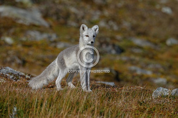 Arctic fox