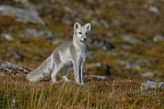Arctic fox