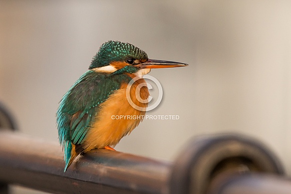 Kingfisher Kingfisher