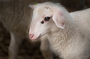 Sweet young lamb