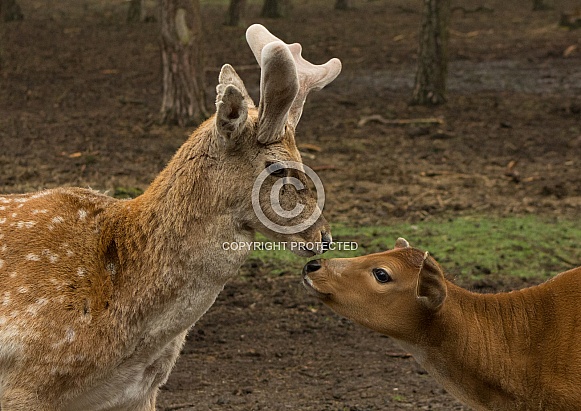 Persian Fallow Deer & Banteng Calf