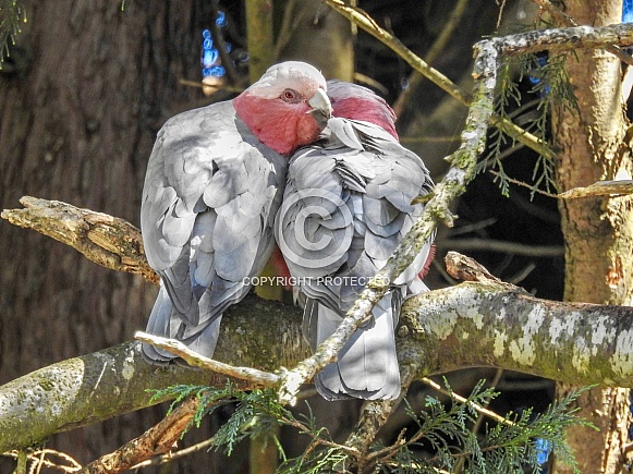 Galah Galah