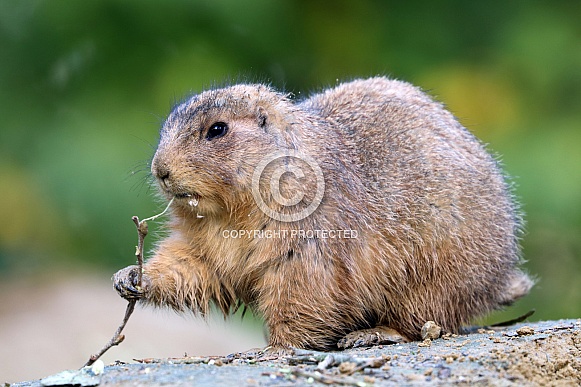 Black-tailed prairie dog (Cynomys ludovicianus) Black-tailed prairie dog (Cynomys ludovicianus)