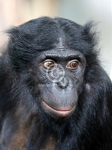 Bonobo (Pan paniscus) Bonobo (Pan paniscus)
