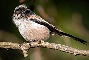 A Long tailed tit