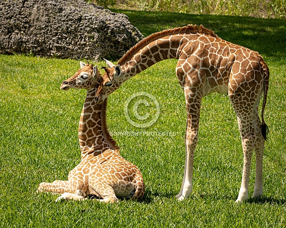 Baby Reticulated Giraffes snuggling Baby Reticulated Giraffes snuggling