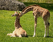 Baby Reticulated Giraffes snuggling