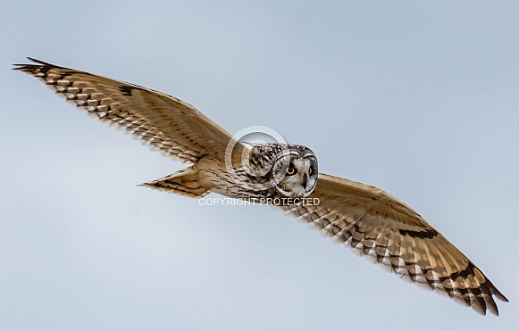 Short-eared owl