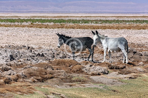 Wild Donkey on the Atacama salt flats, Chile.