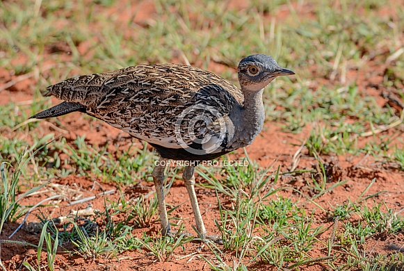 Red-crested Korhaan