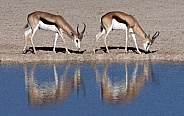 Springbok (Antidorcas marsupialis) - Namibia