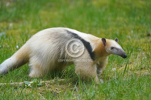 Southern tamandua
