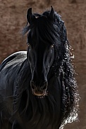 Friesian Horse--Midnight Magic
