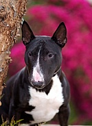 Miniature bull terrier posing outdoors near flowers