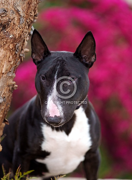 Miniature bull terrier posing outdoors near flowers Miniature bull terrier posing outdoors near flowers